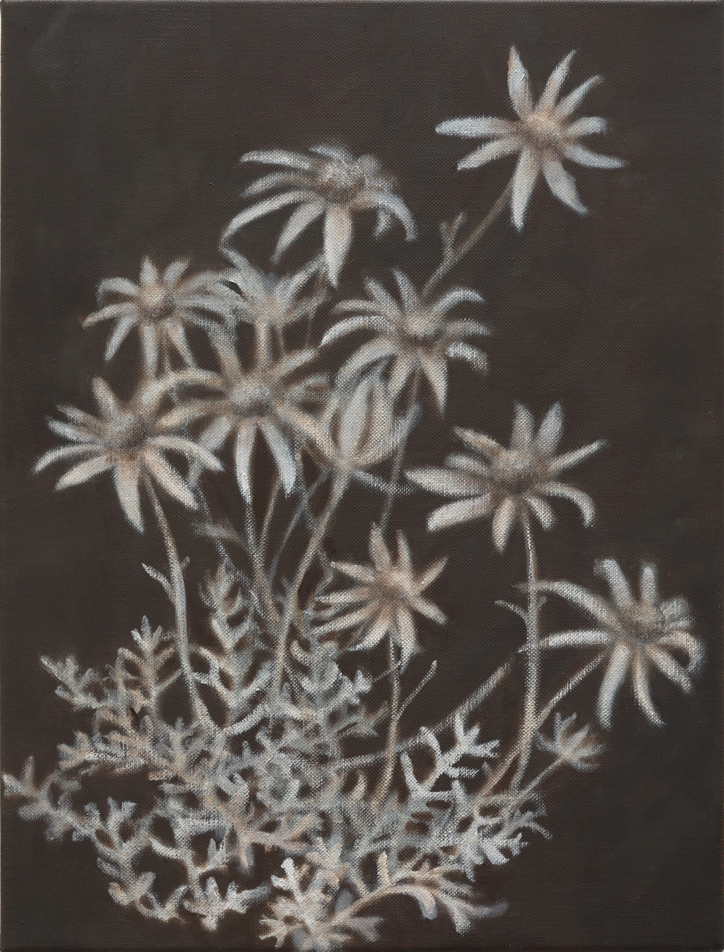   Flannel flower II  2025 oil on linen 41 x 31 cm 