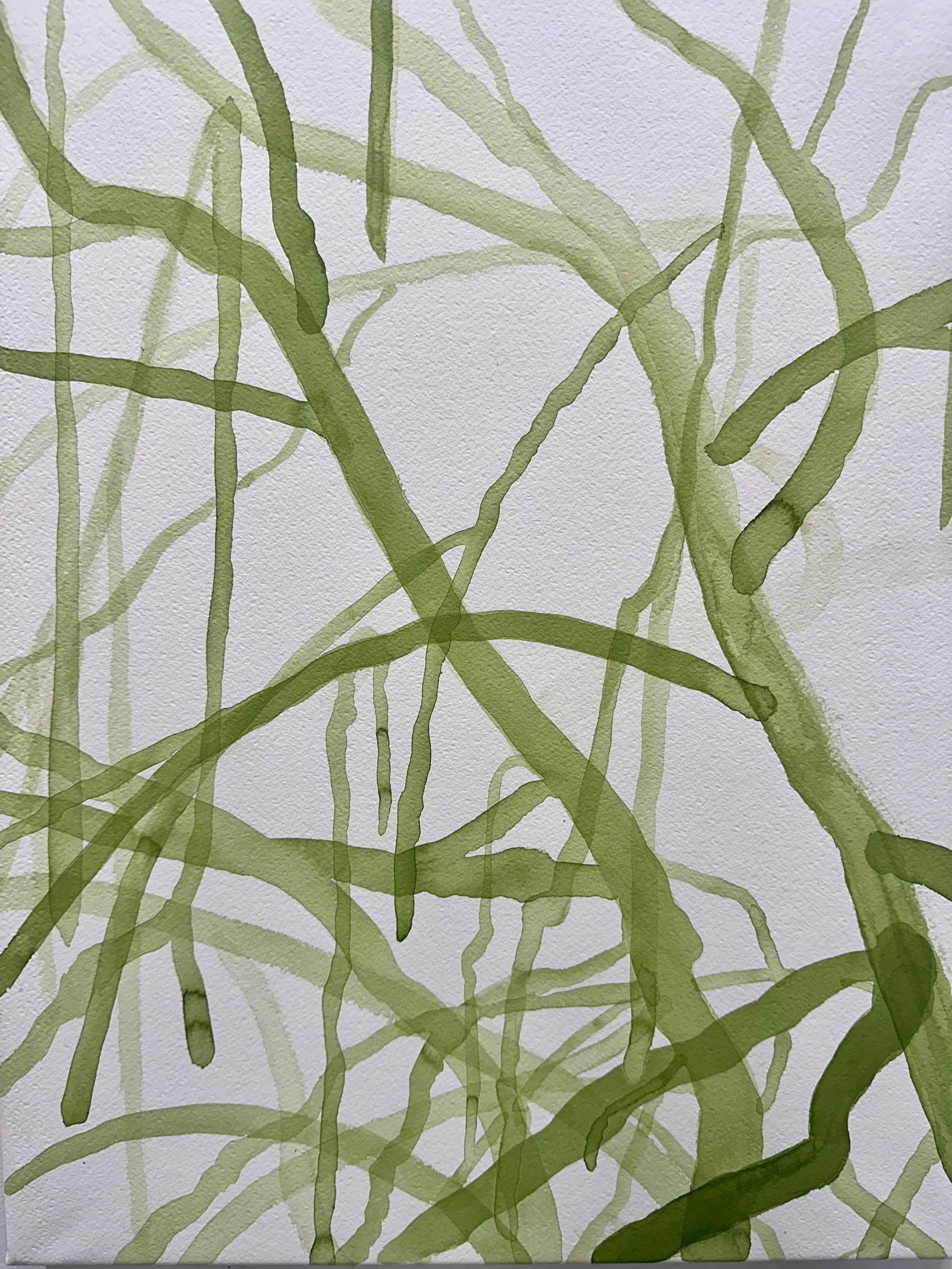   Mangrove V  2026 ink on paper each 50 x 40 cm 