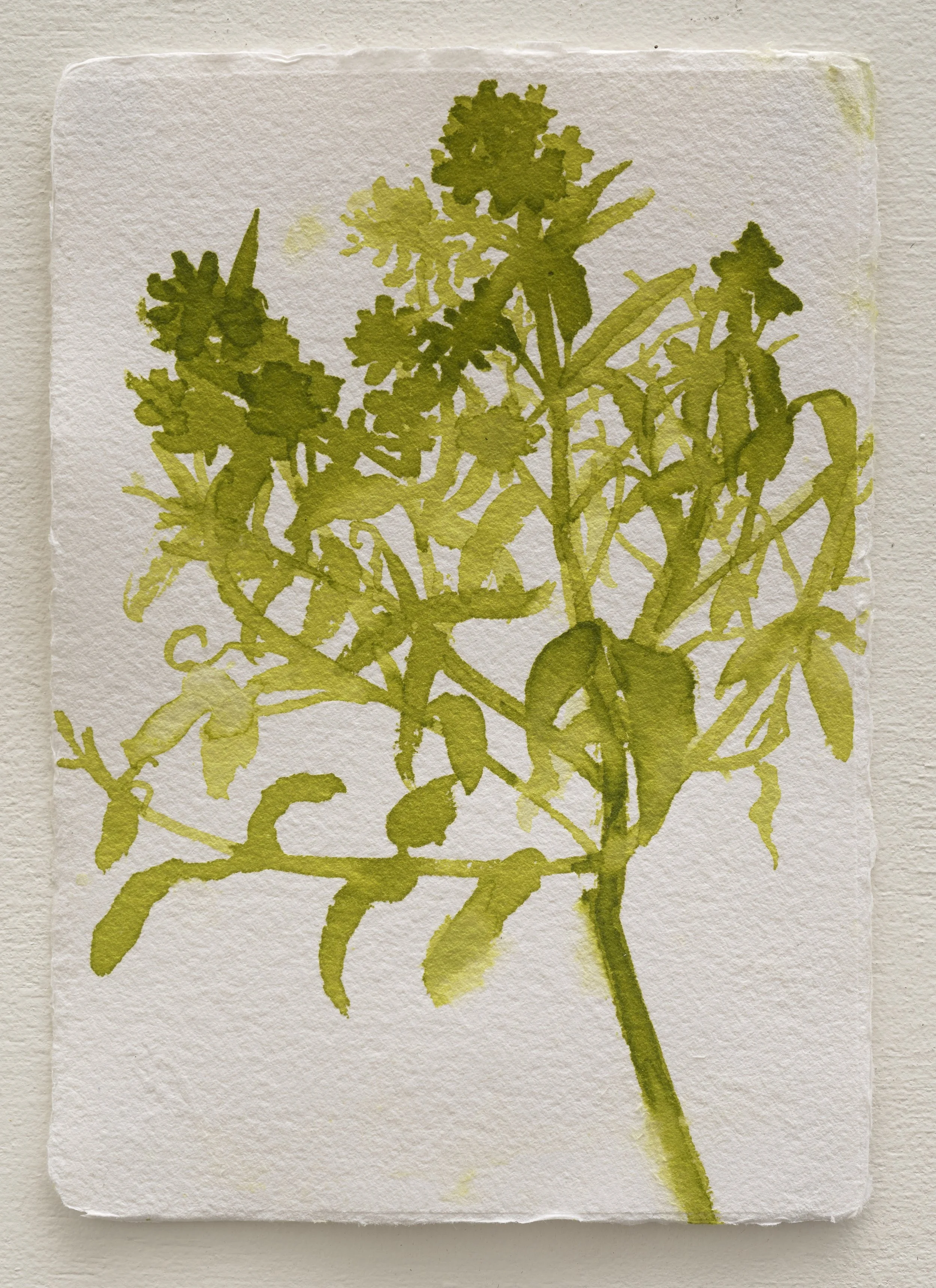   Untitled ?  2025 ink on paper 