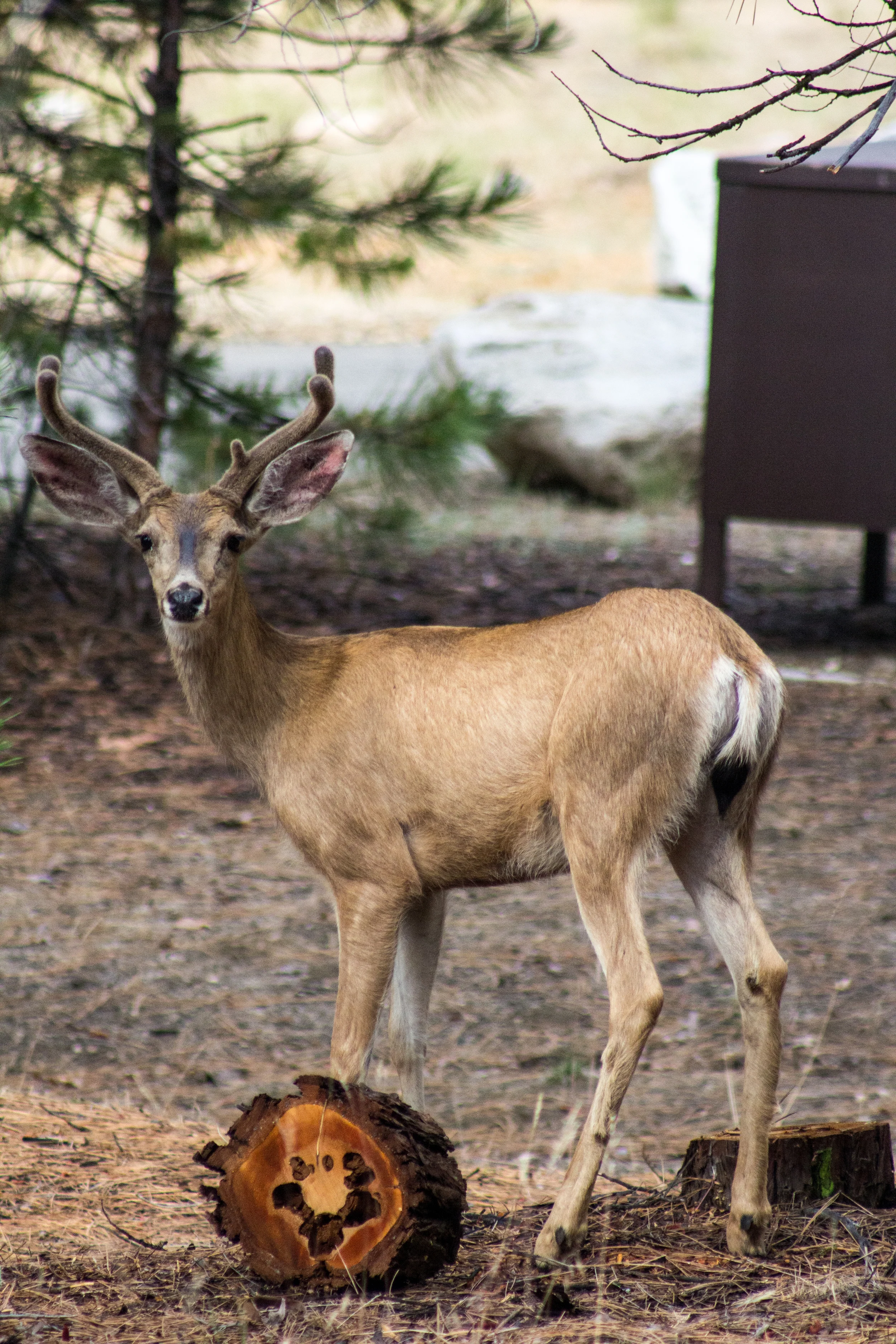 IMG_6790.jpg