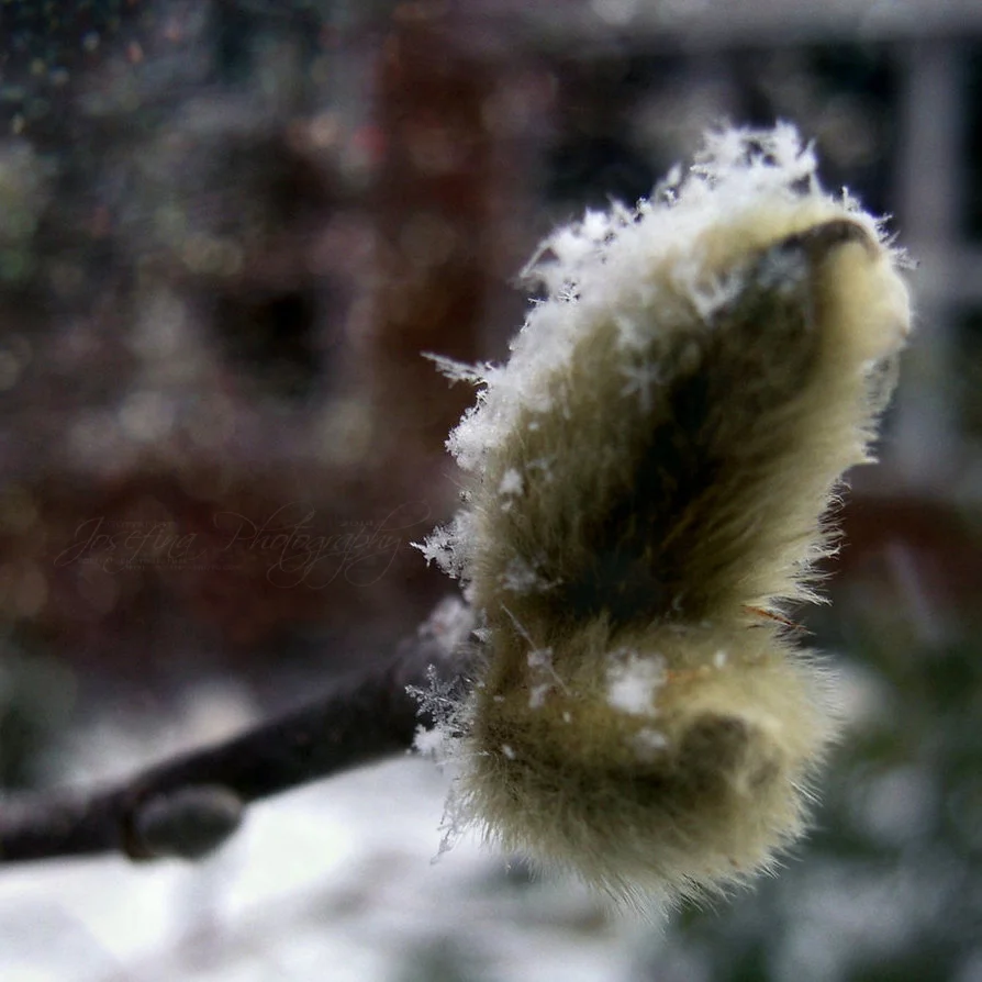 First of Winter