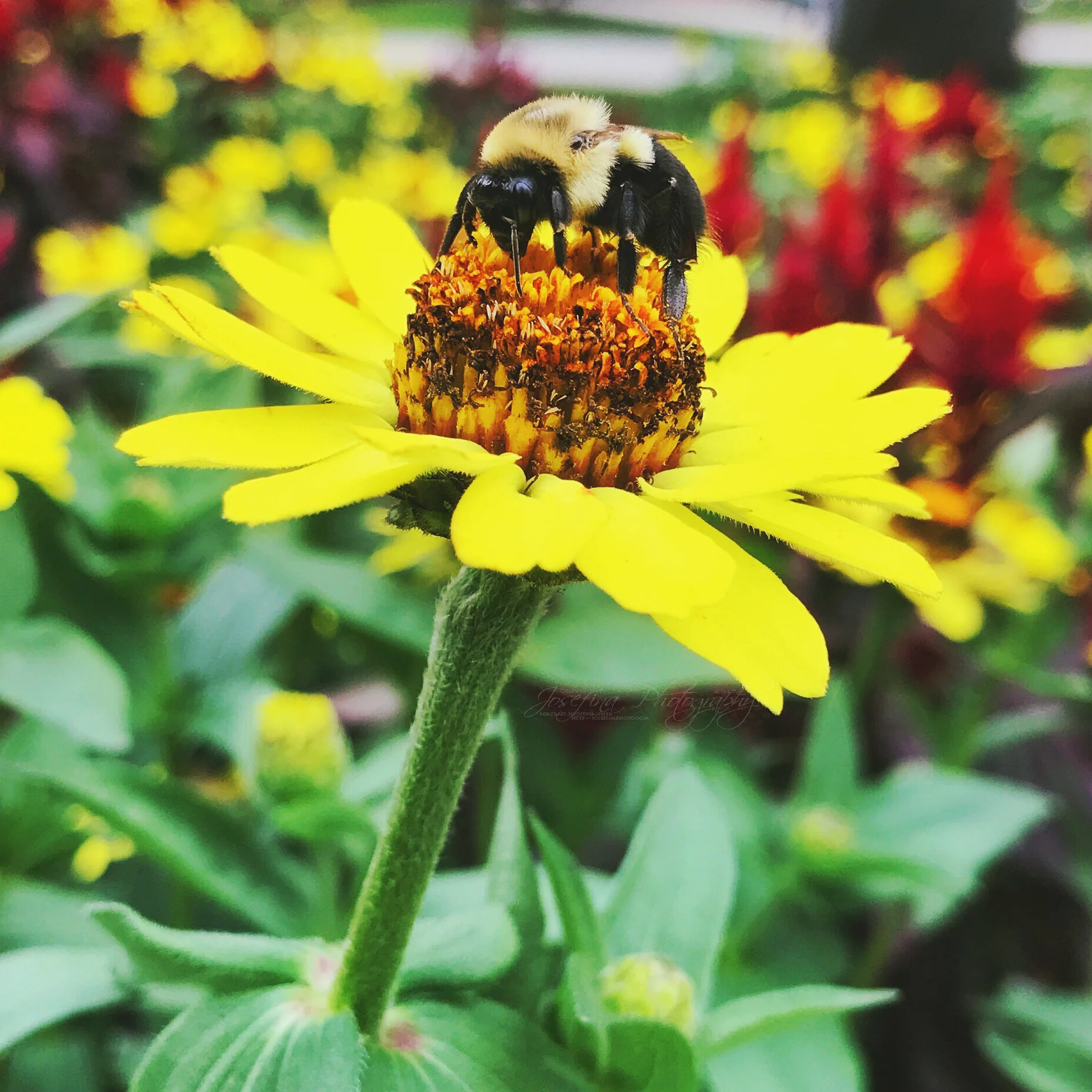 bumble bee