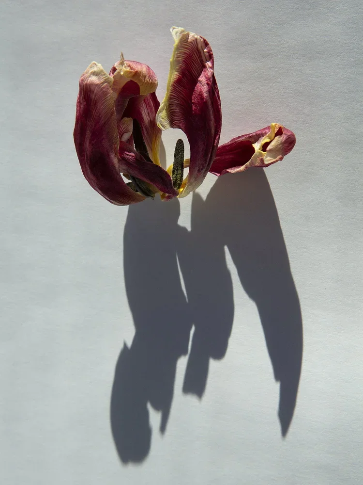 Shadow_AnkiBlomqvist.webp