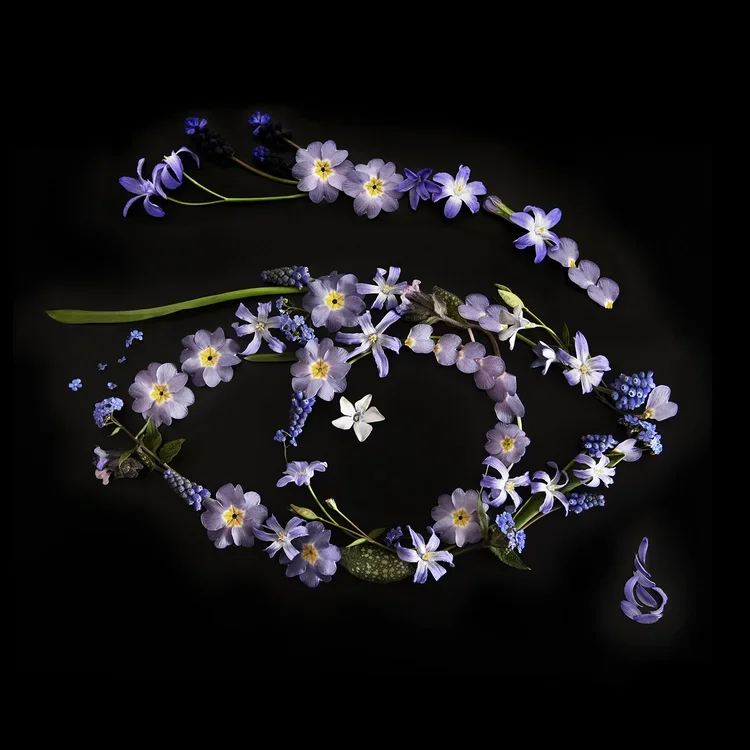 Syrenlila_AnkiBlomqvist.webp