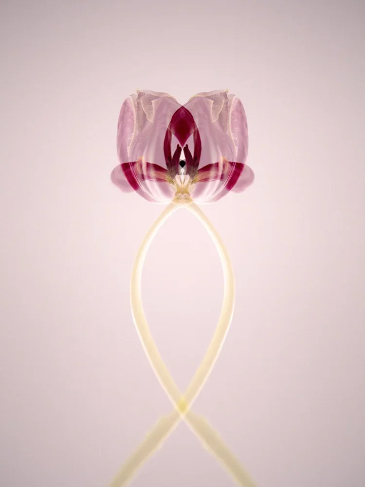 Womb_AnkiBlomqvist.webp