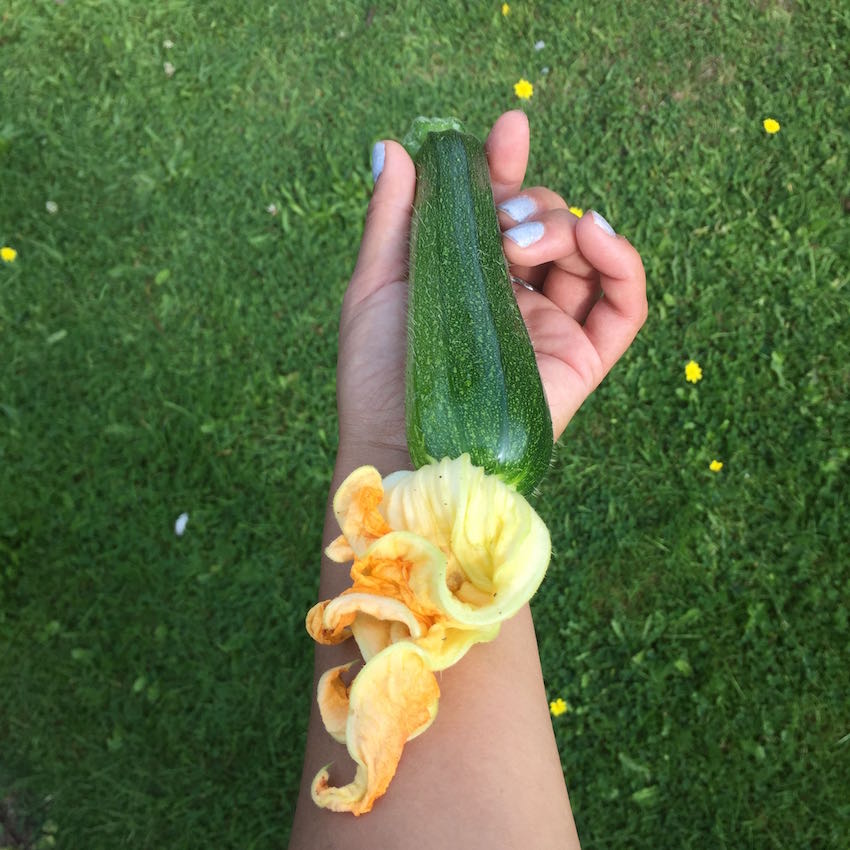 Auntie Chrissie's courgette and courgette flower - ain't it a beaut!
