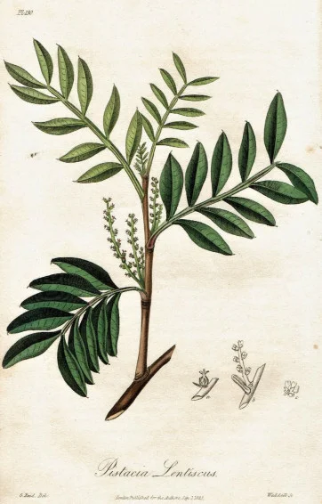 botanical mastica.jpg