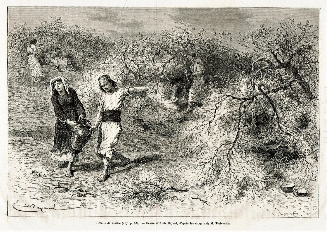“Harvesting mastic. Drawing by Emile Bayard, after M. Testevuide's sketch.”