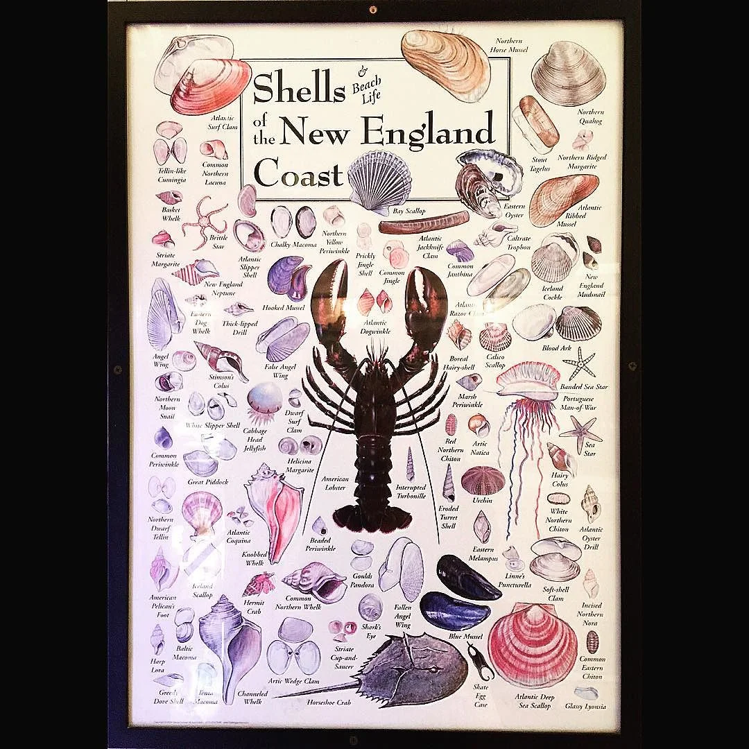 Shells___Beach_Life_of_the_New_England_Coast_Been_working_my_way_through_eating_all_of_these_this_trip...not_the_horseshoe_crab_obviously.__beachlife__shells__seafood__newengland__coast__lobster__horseshoecrab__oyster_clams__crab__mussels__shrimp.jpg