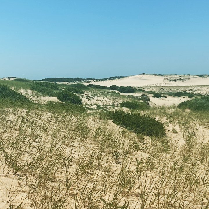 Amazing hike through the Dunes of @capecodnps led to stunning horizons, beautiful beaches, shoreline seal sightings, thankfully retrieved swimming trunks, spice melange and a trip highlight.
#dunesshacktrail #provincetown #capecod #capecodnationalsea