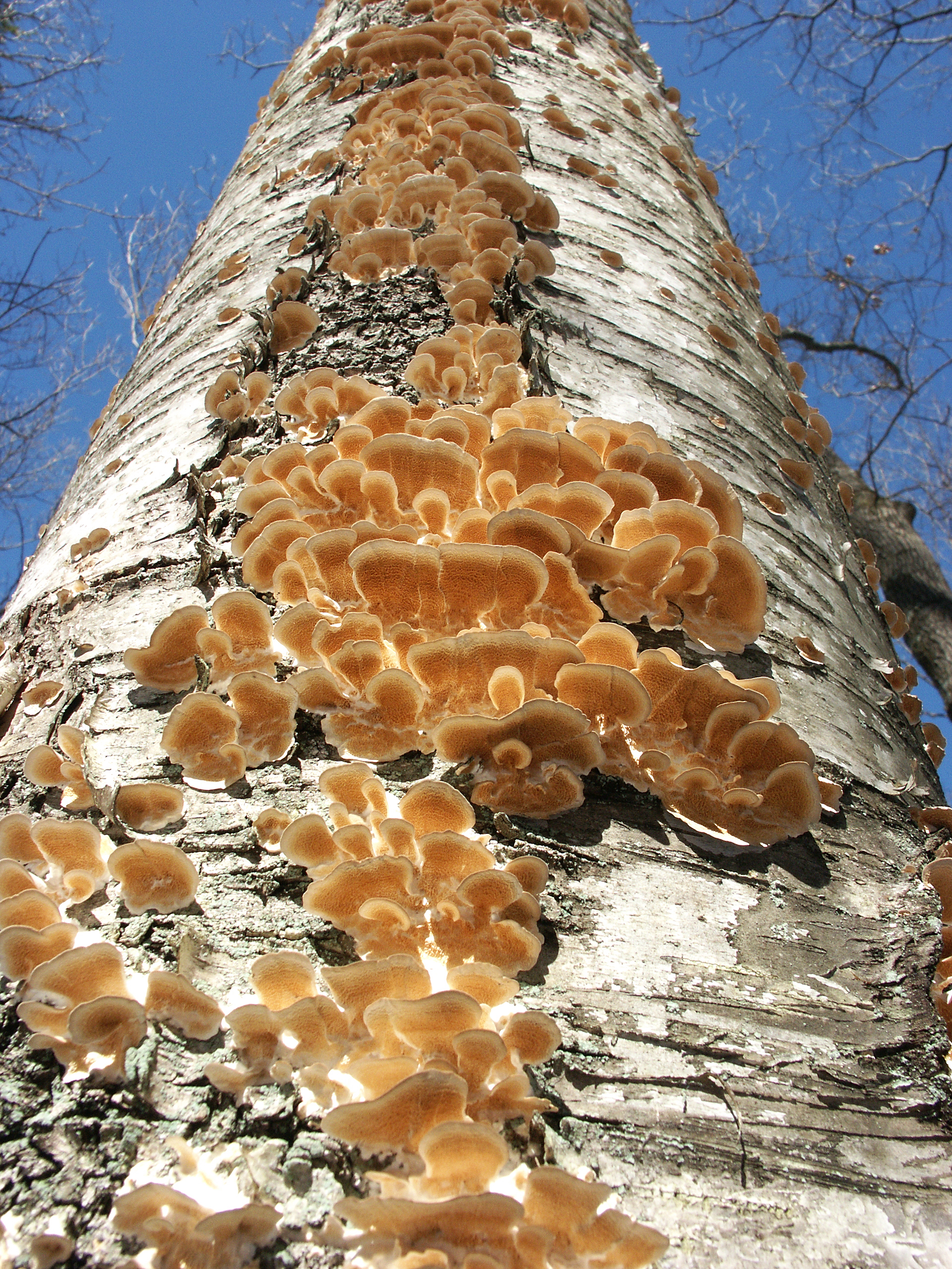 ruffled birch big.jpg