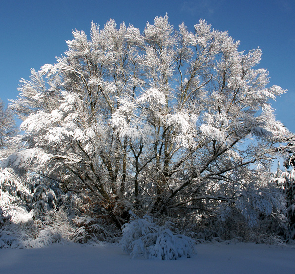 Snowy-oak.jpg