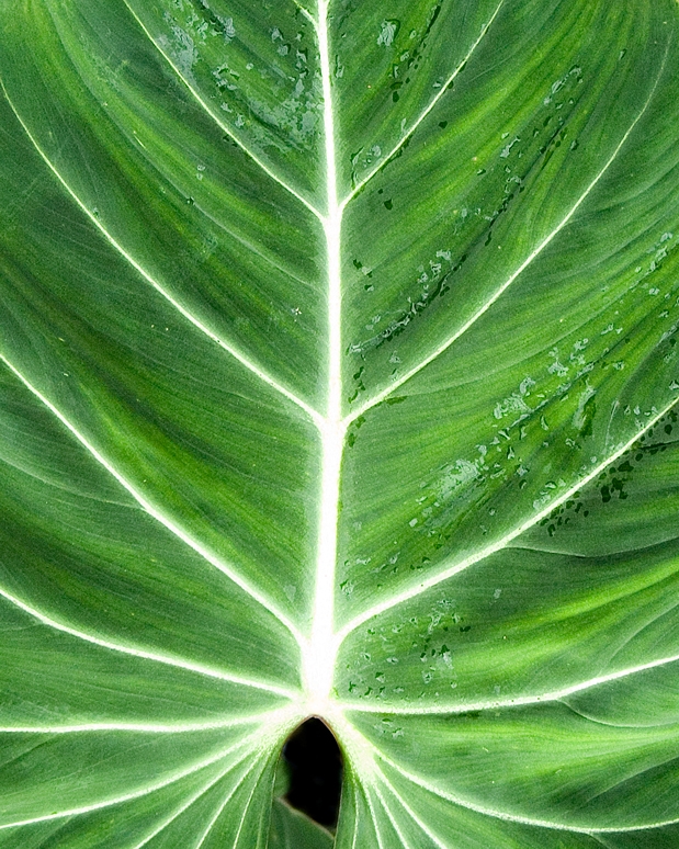 leaf9.jpg