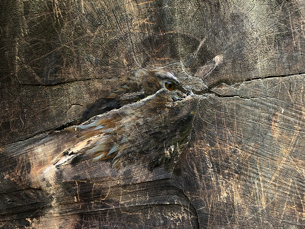 Bird Stump CAA.jpg