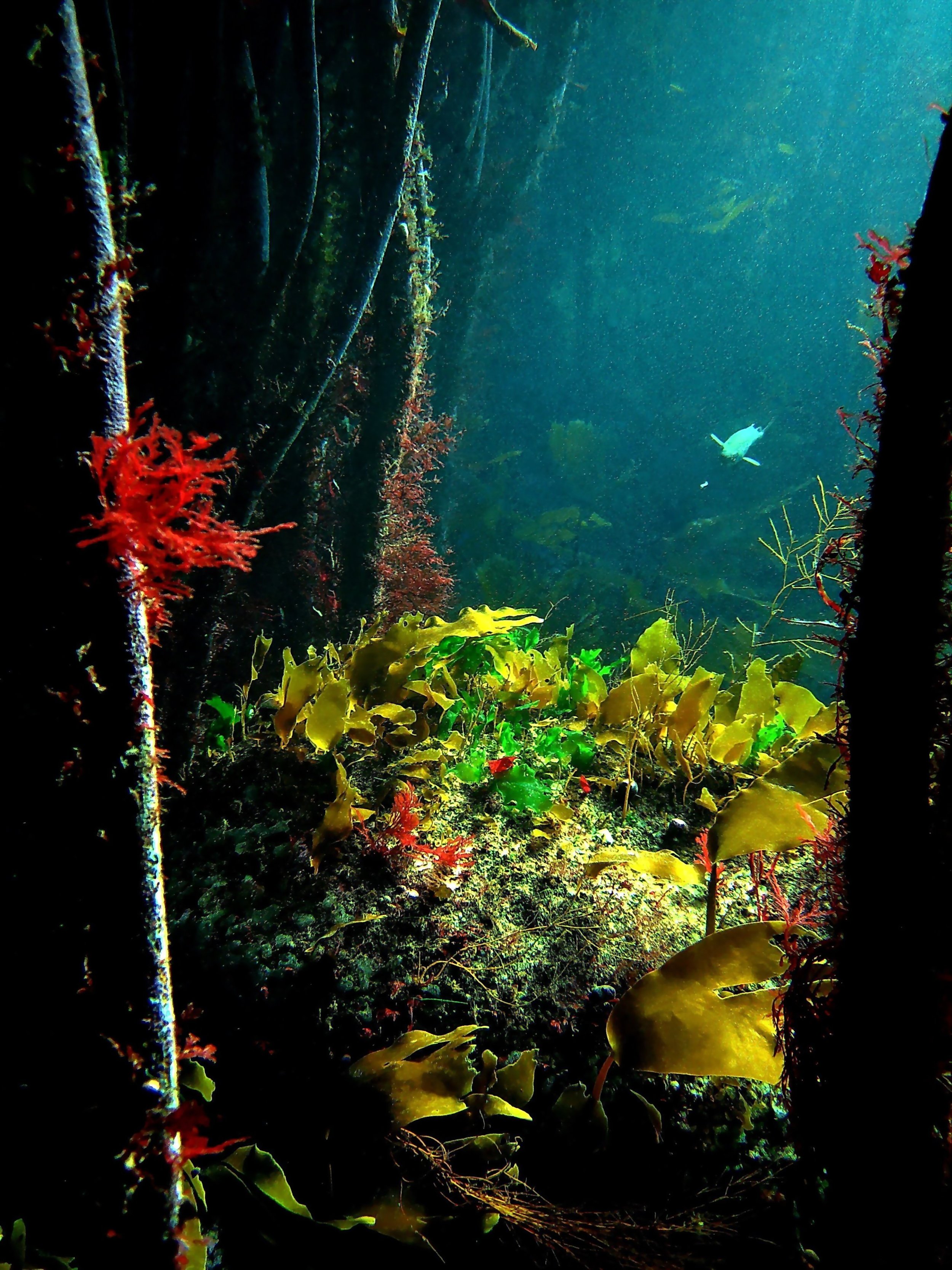 Colorful underwater world 
