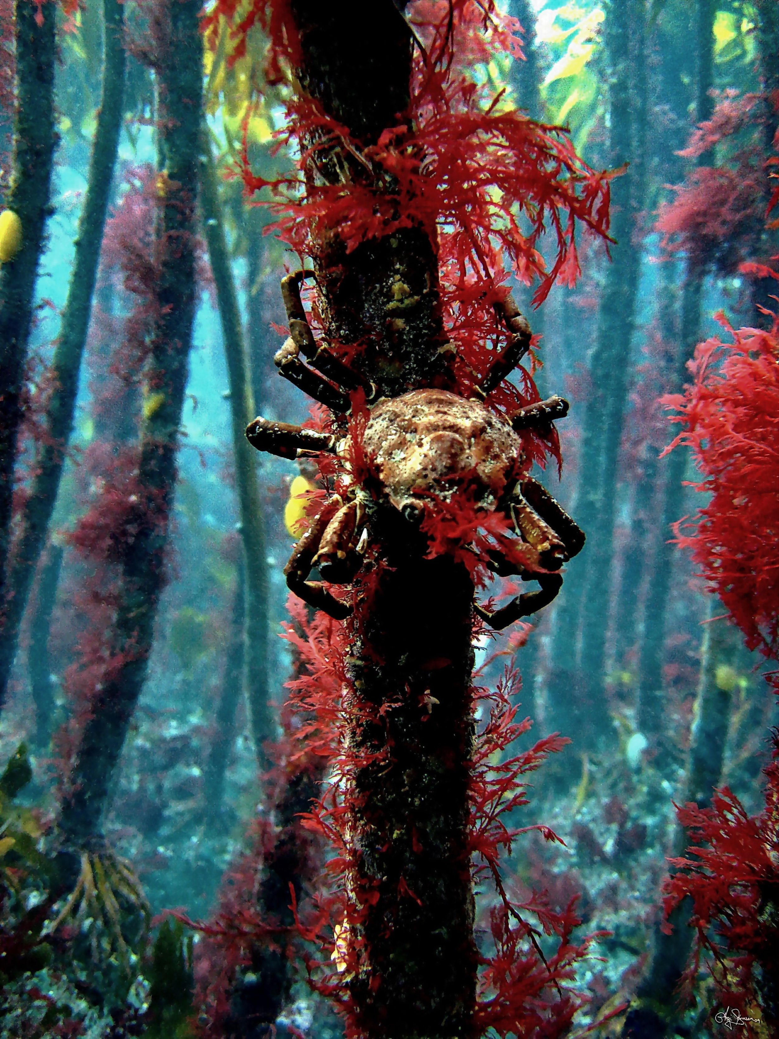 Kvívík. A crab is climbing the kelp forest