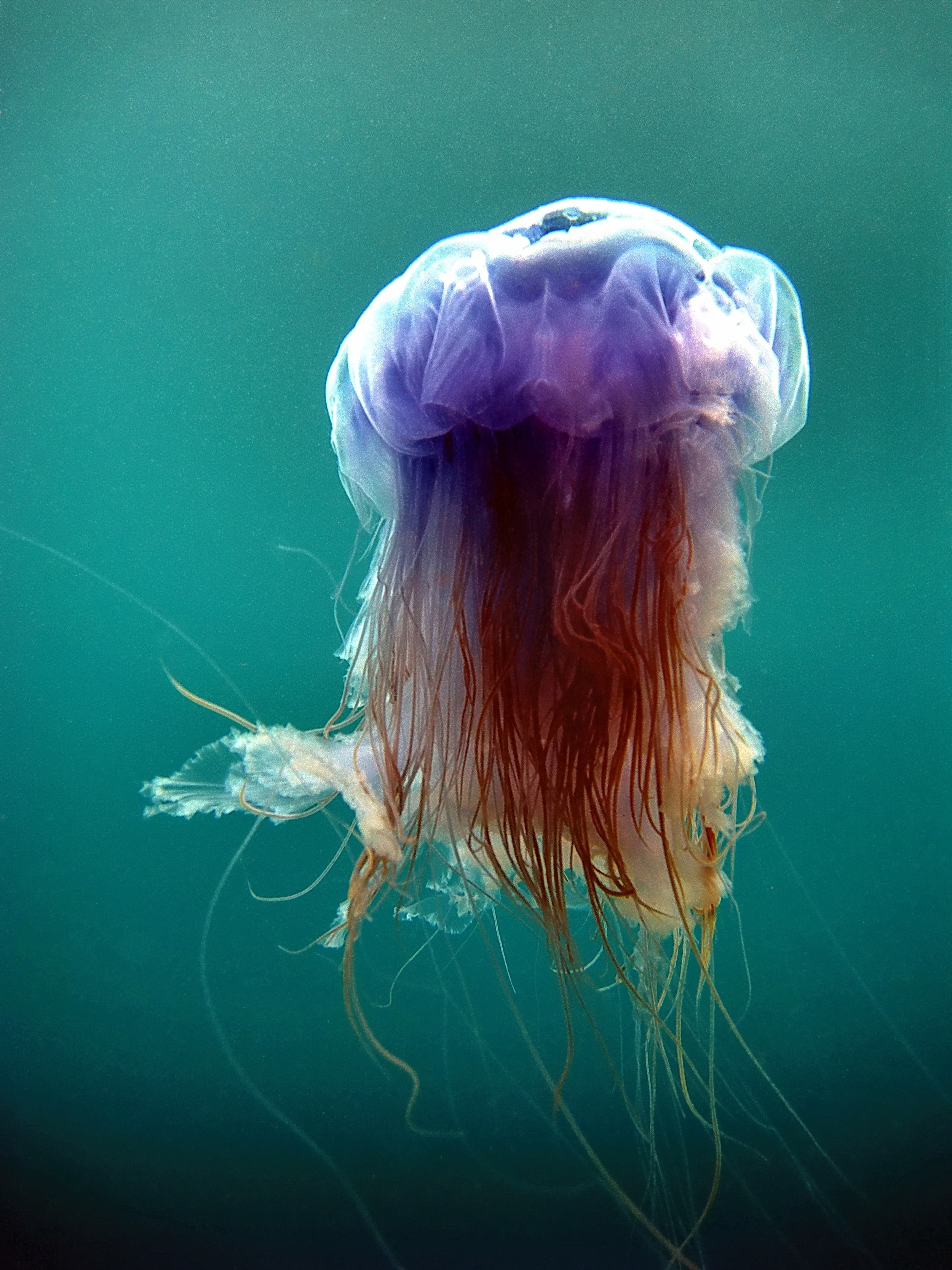 Jellyfish, captured on the east side of Nolsoy