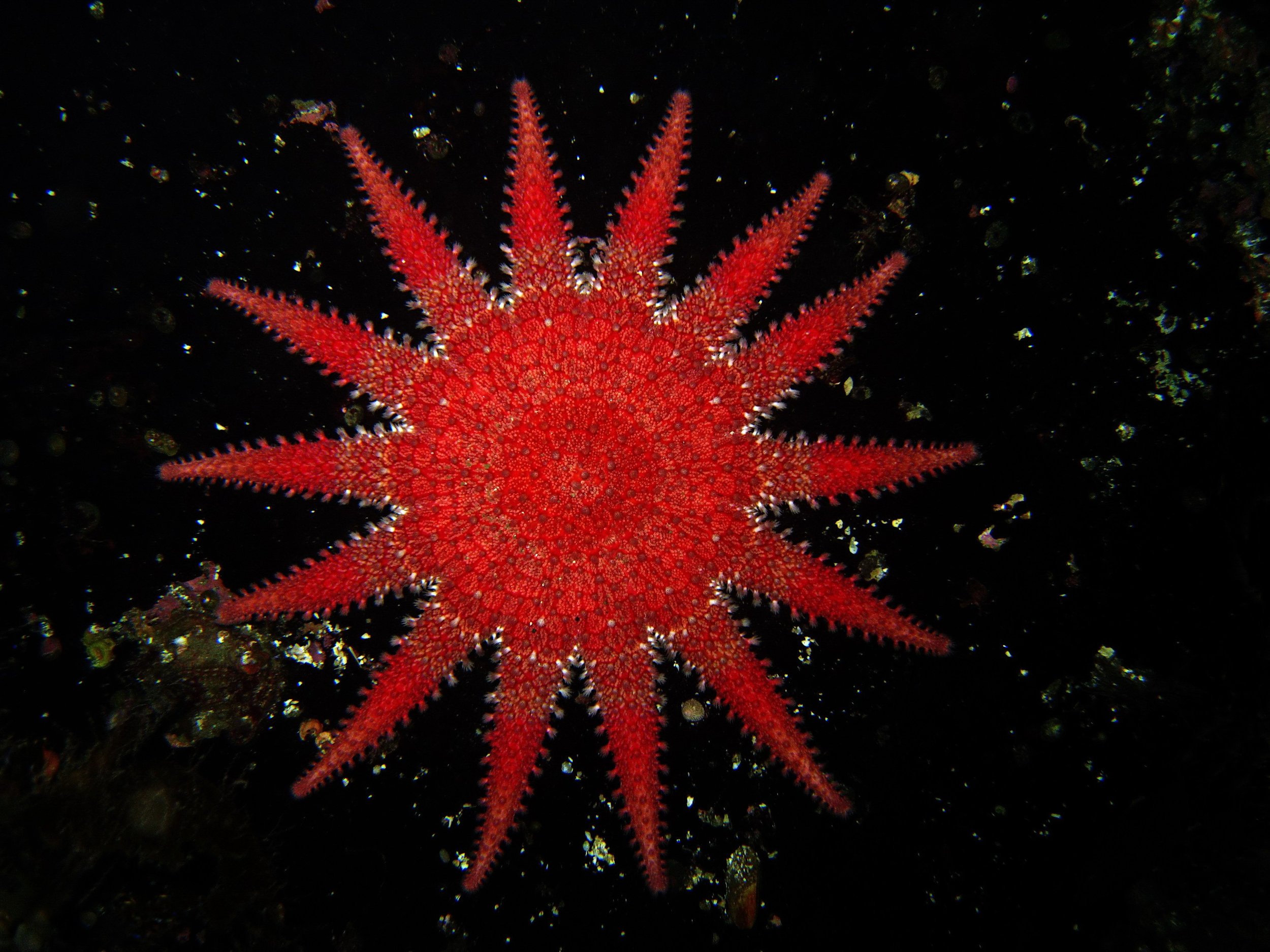 Sea star, at a depth of 30 meters in Hólmasund