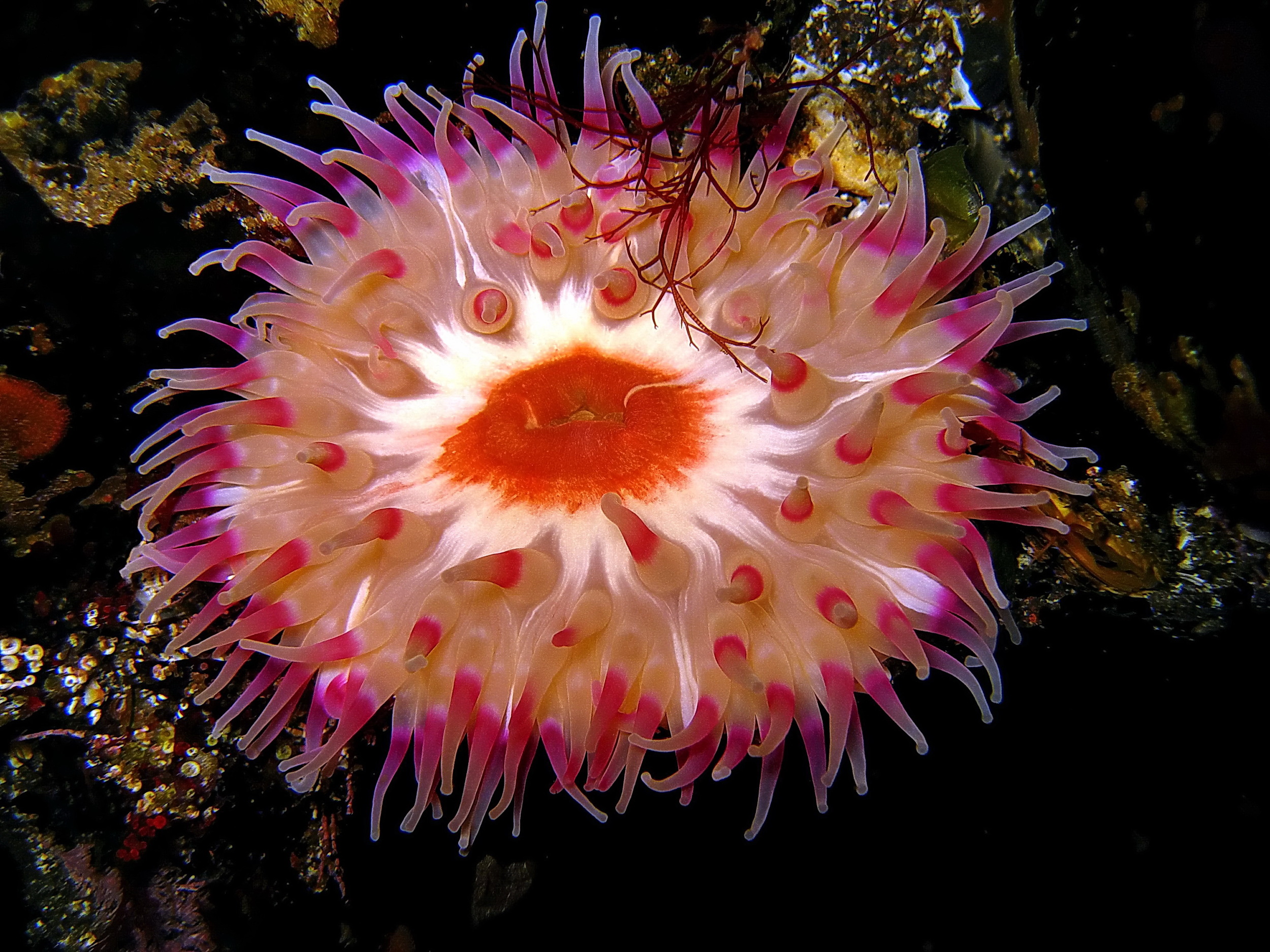 A gorgeous sea anemone, Lærgjógv/Nolsoy