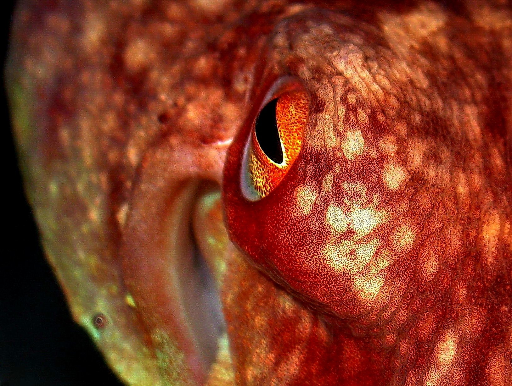 Close-up: Octopus, Við Gjógv