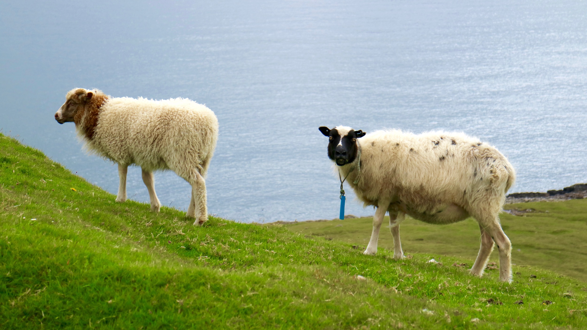 The first guests have arrived: Sheep close to Sandur on Sandoy. What about birthday presents?!