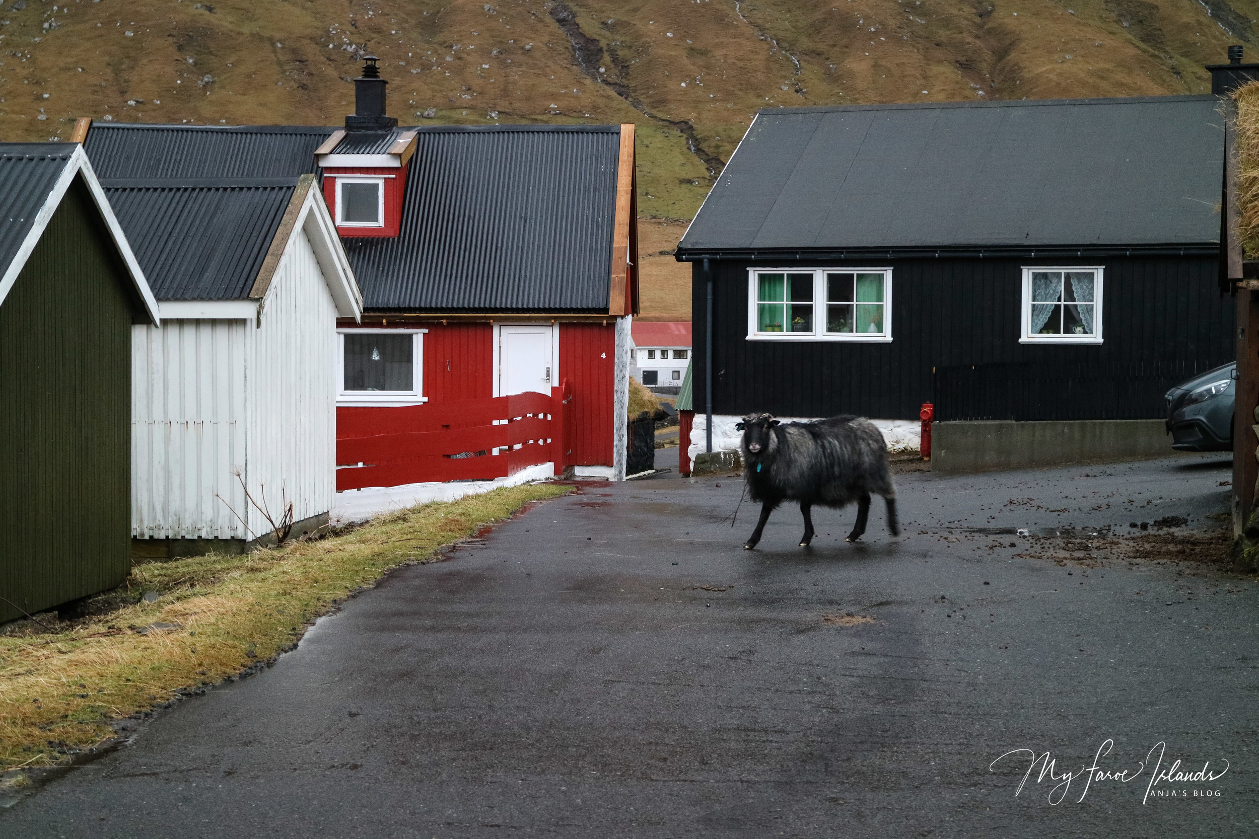 Sheep Near Car © My Faroe Islands, Anja Mazuhn  (1 von 1).jpg