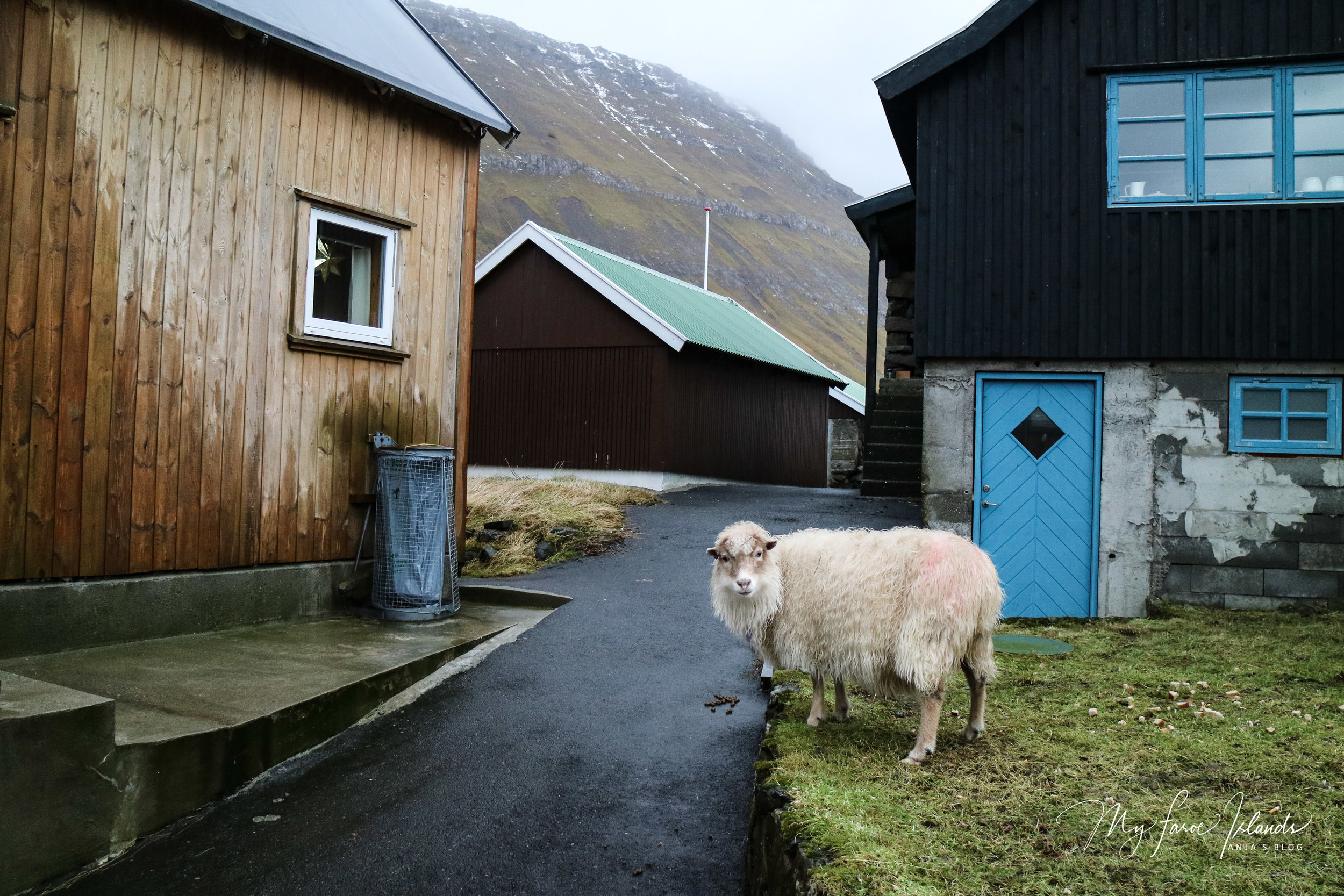 Sheep Near Garbage © My Faroe Islands, Anja Mazuhn  (1 von 1).jpg