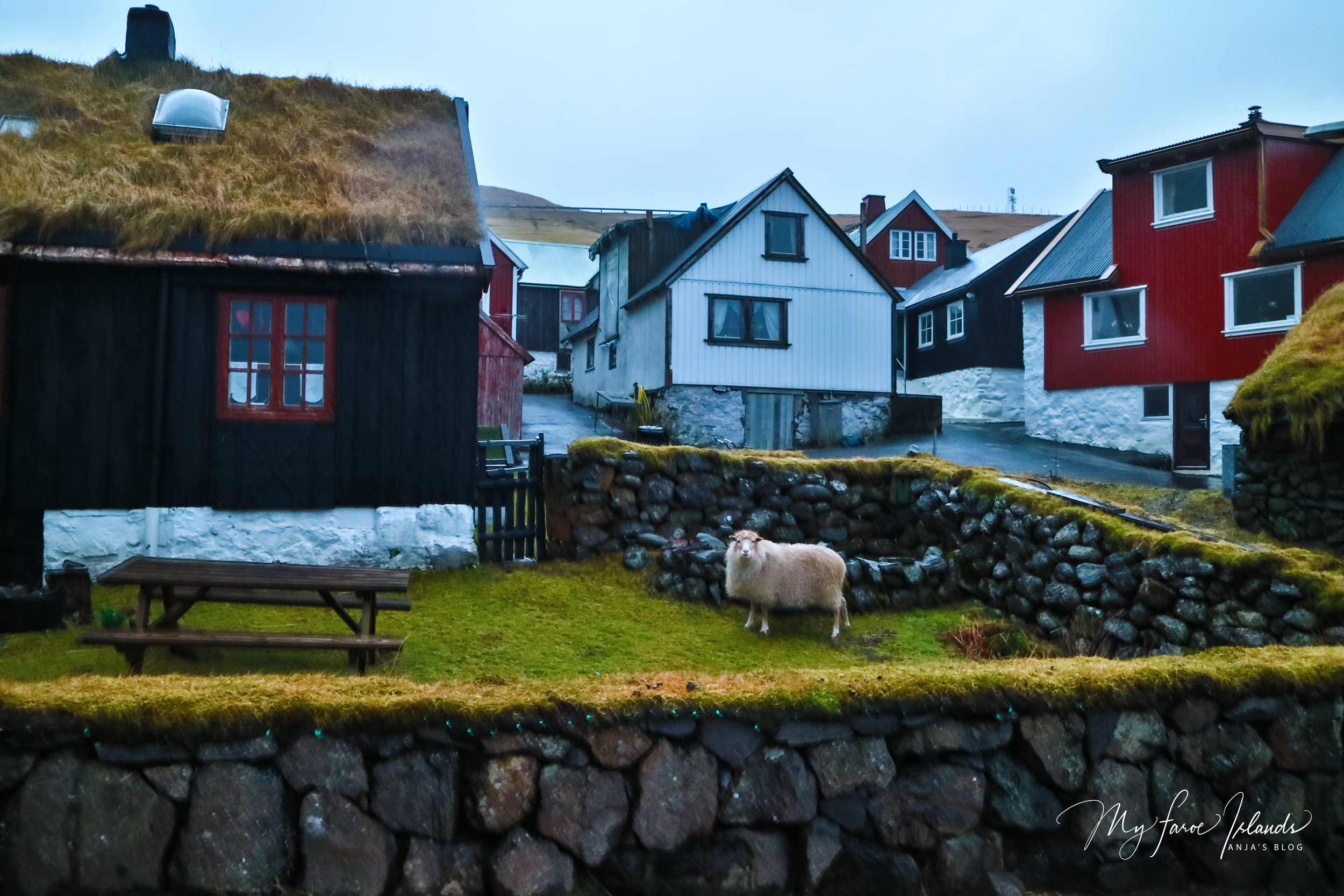Sheep Near Picnic Table © My Faroe Islands, Anja Mazuhn  (1 von 1).jpg