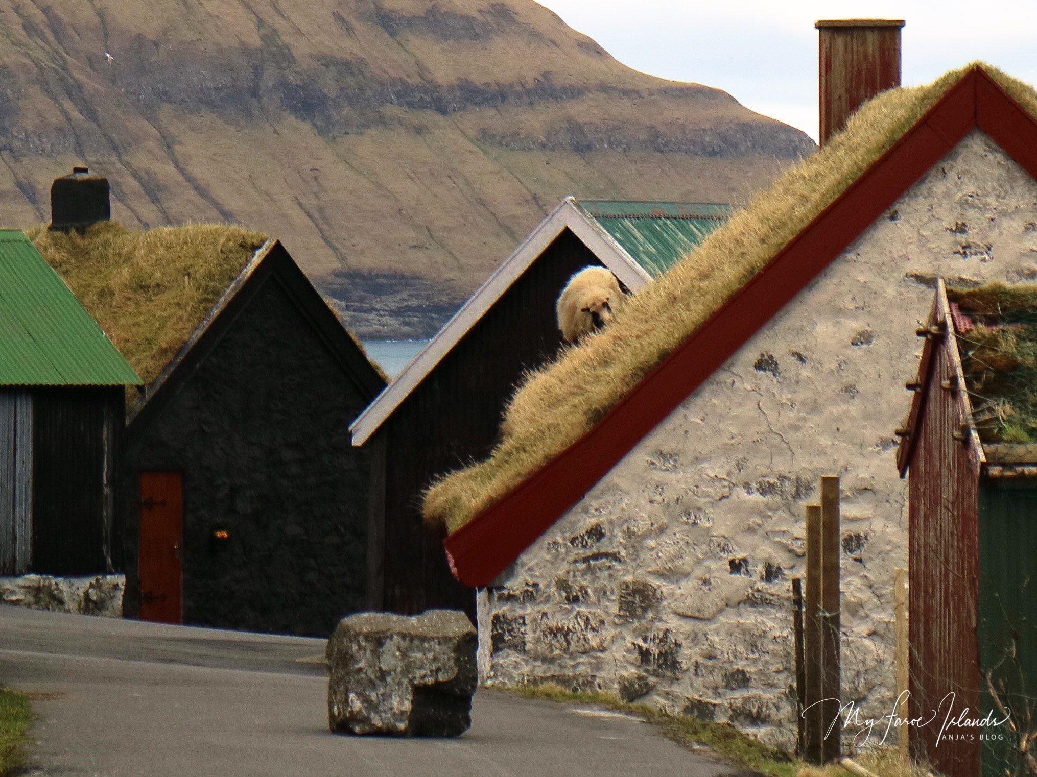 Sheep on Roof © My Faroe Islands, Anja Mazuhn  (1 von 1).jpg