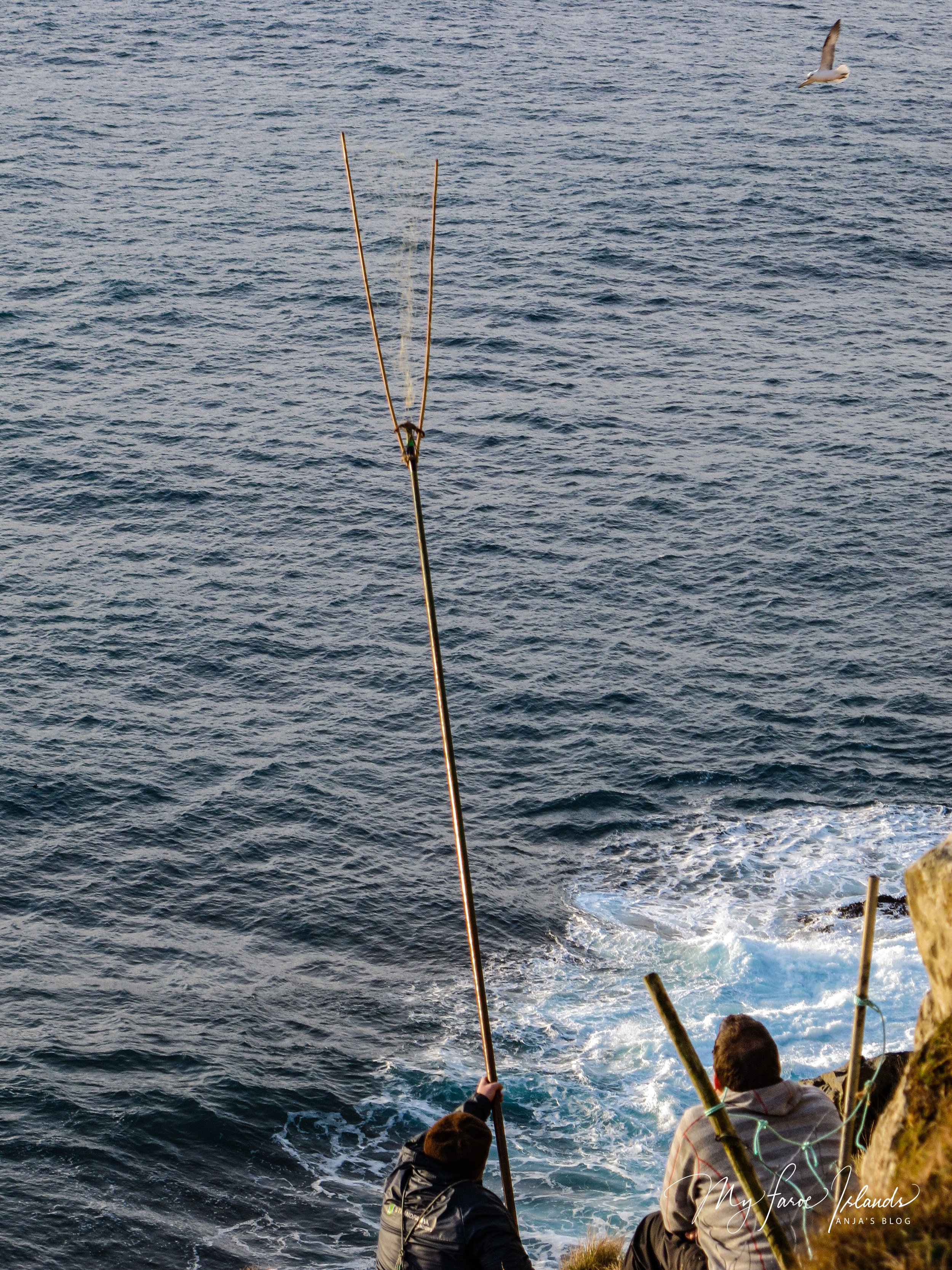 Bird Catching 3 ©My Faroe Islands, Anja Mazuhn  (1 von 1).jpg