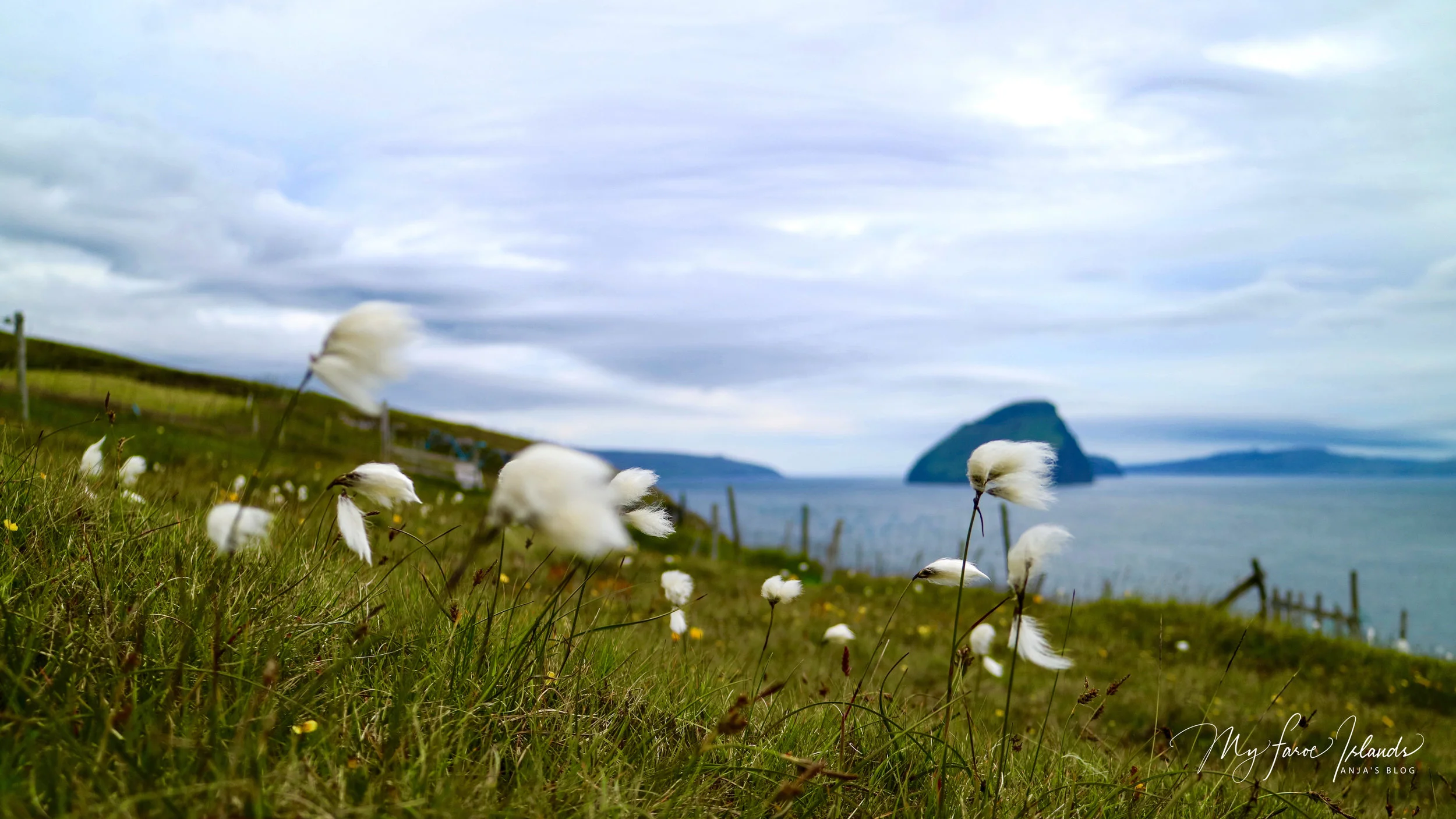 Cotton Grass, Koltur in the Background