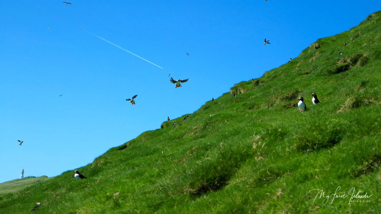 Mykines Taste © My Faroe Islands, Anja Mazuhn (1 von 1).jpg
