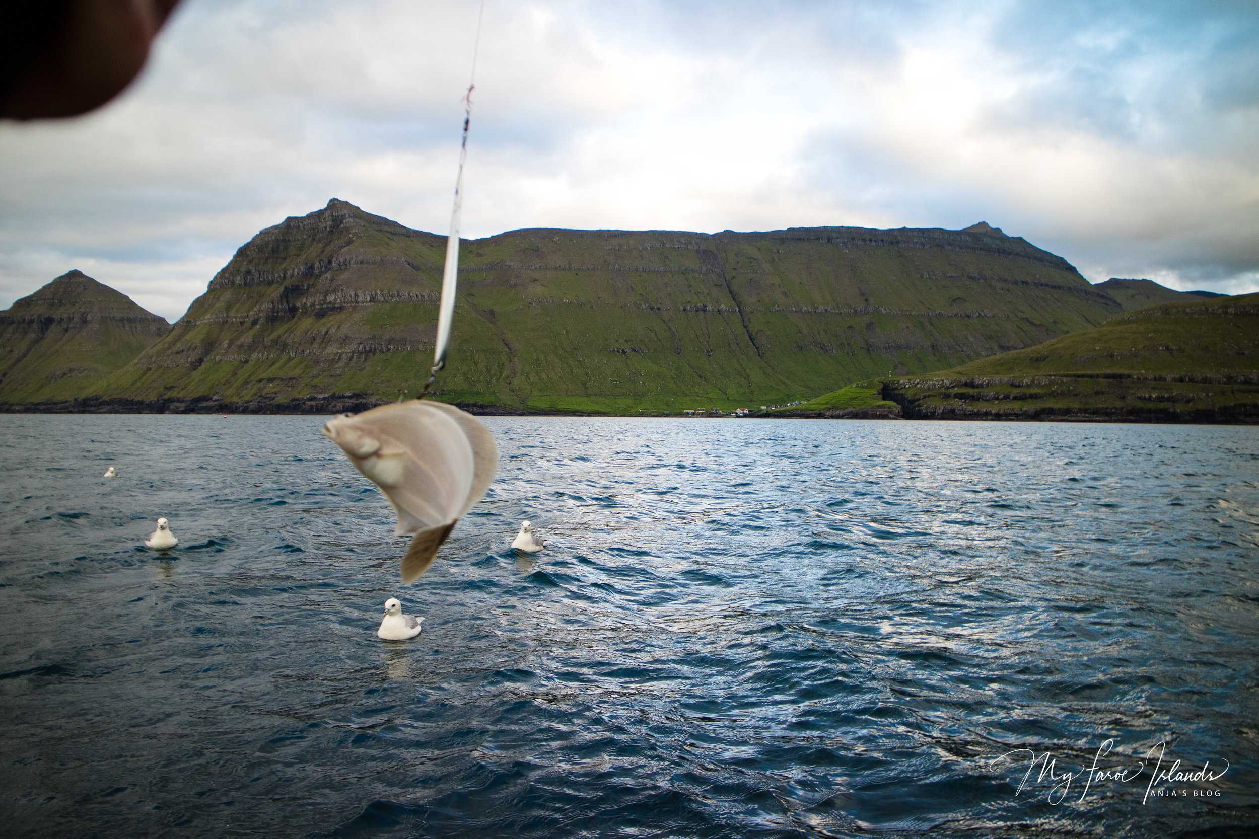 Catch 1 © My Faroe Islands, Anja Mazuhn  (1 von 1).jpg