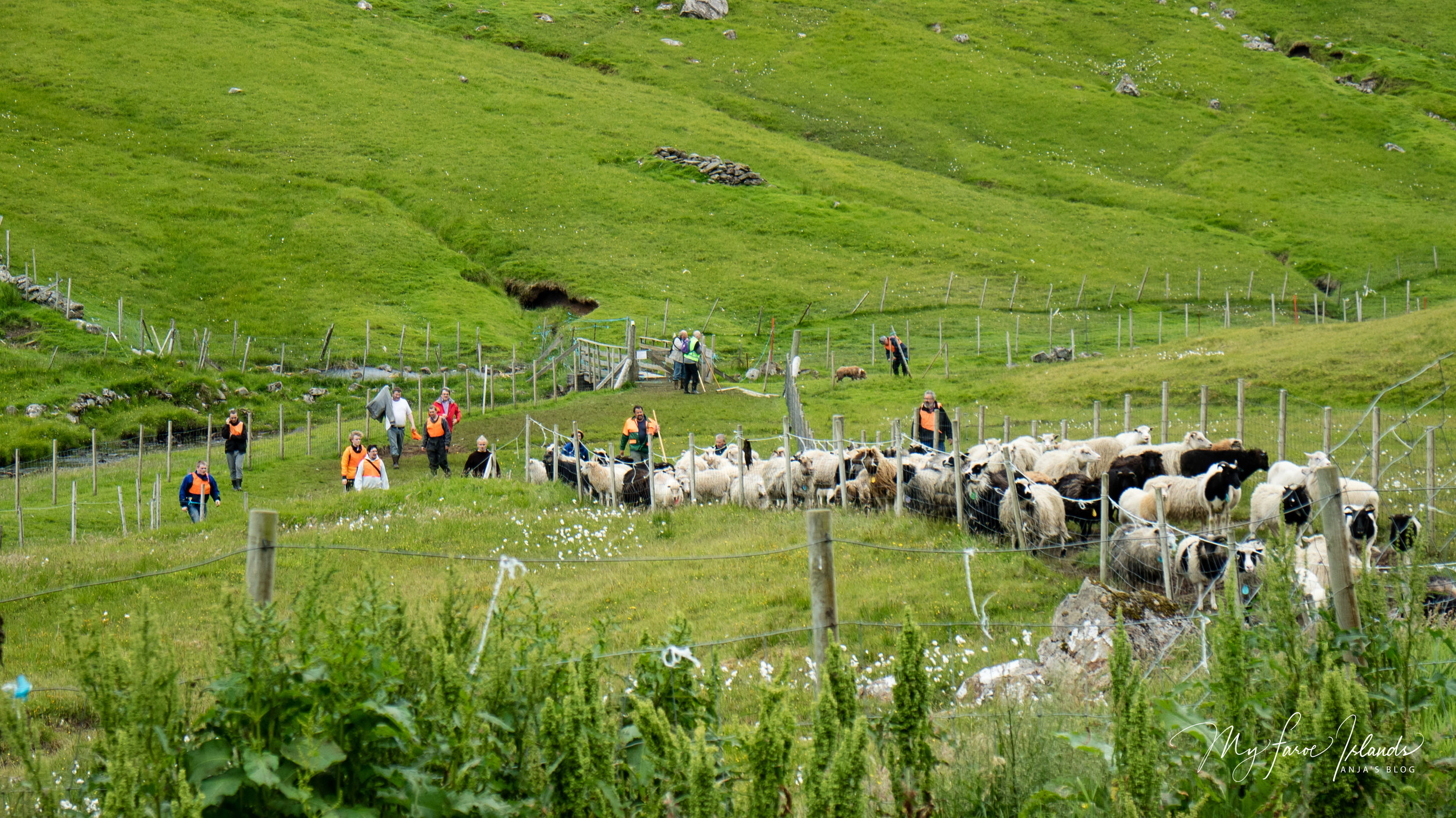 Arrival 2 © My Faroe Islands, Anja Mazuhn  (1 von 1).jpg