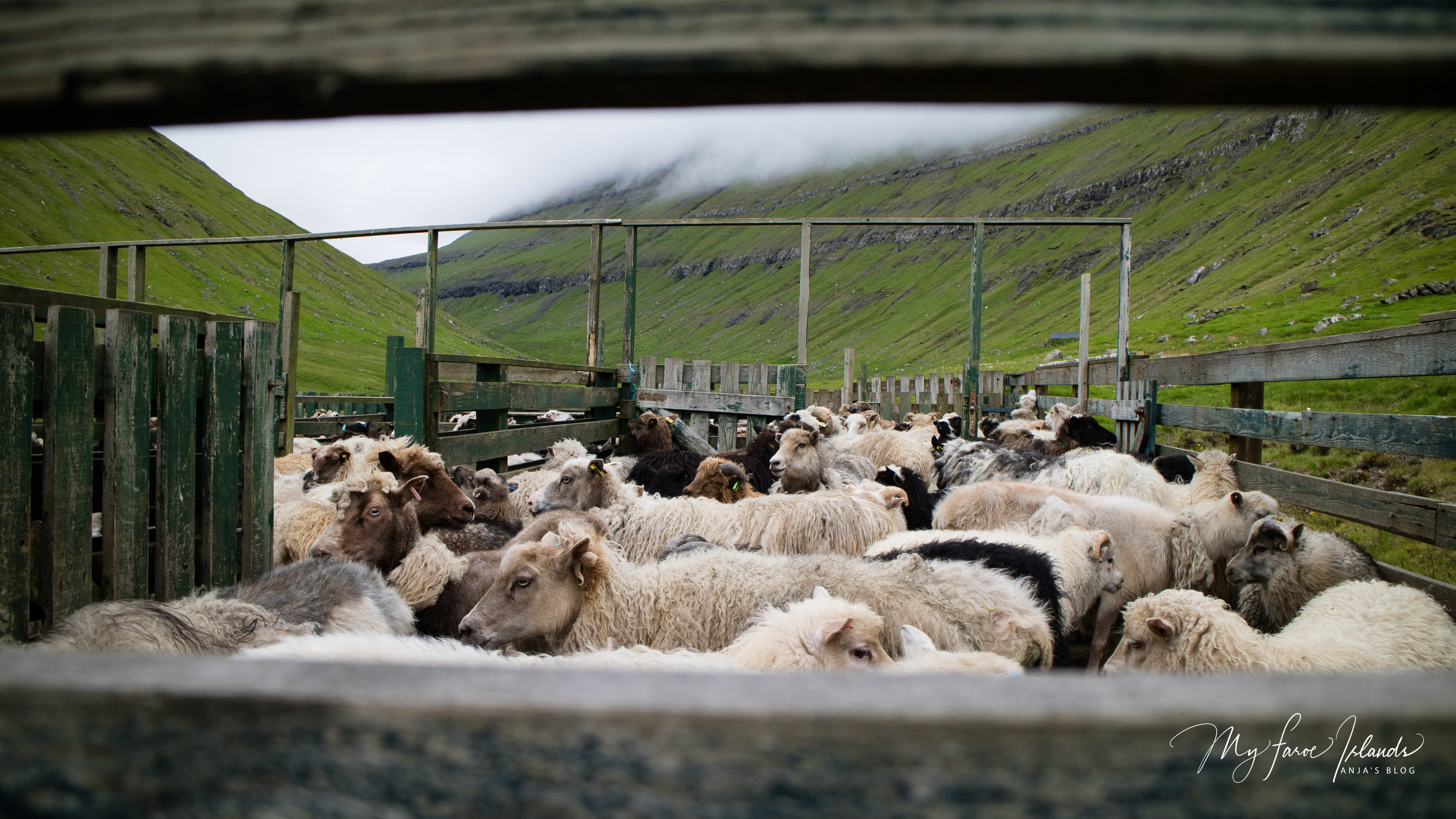 Sheep © My Faroe Islands, Anja Mazuhn  (1 von 1).jpg