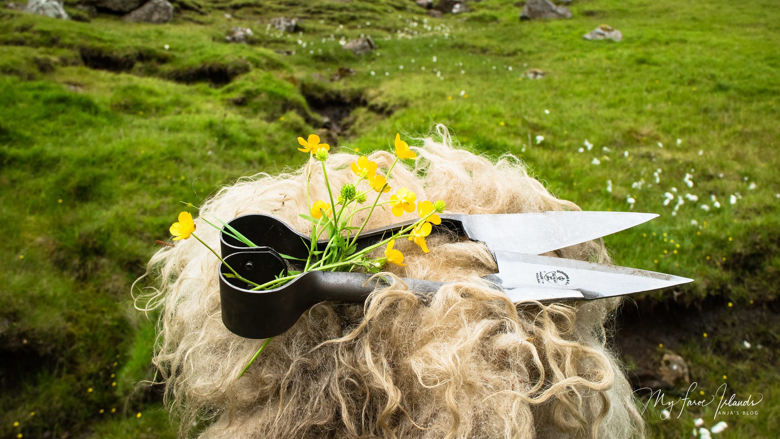 Blade Shears 9 © My Faroe Islands, Anja Mazuhn  (1 von 1).jpg