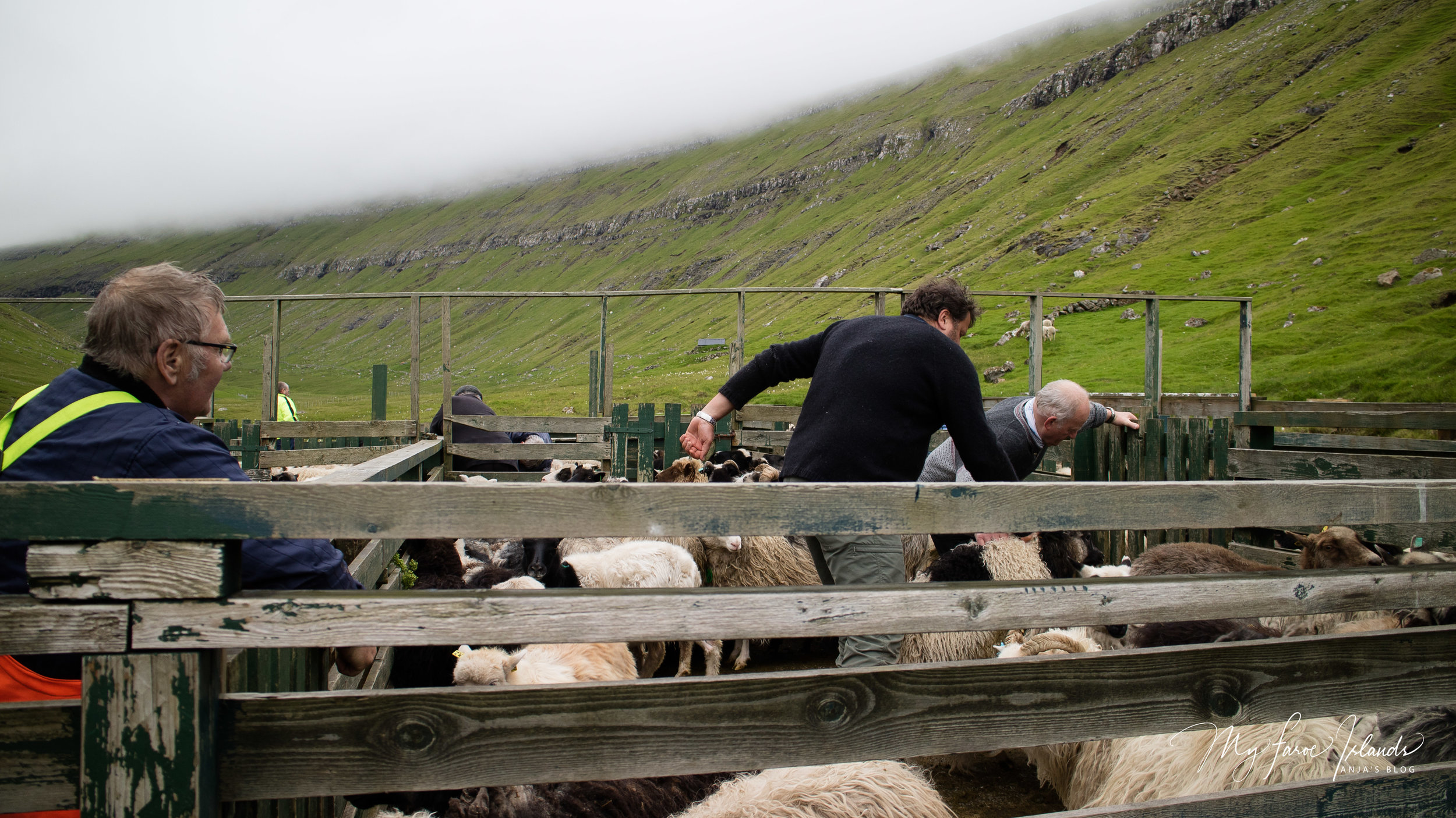 Sheep Rodeo © My Faroe Islands, Anja Mazuhn  (1 von 1).jpg