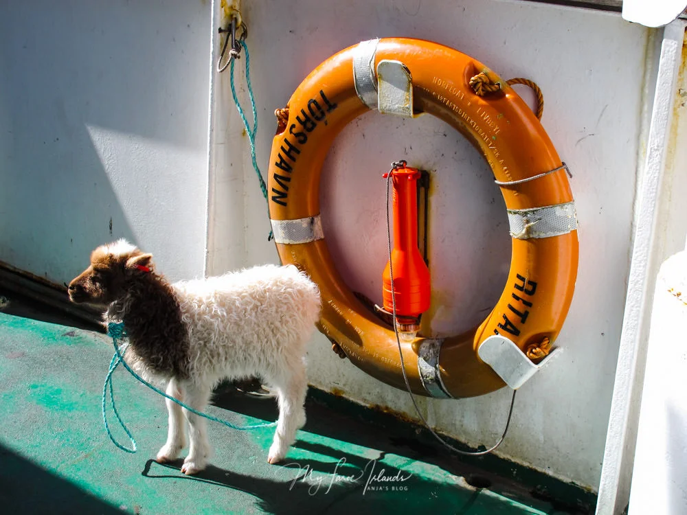 Passenger On The Ferry To Fugloy