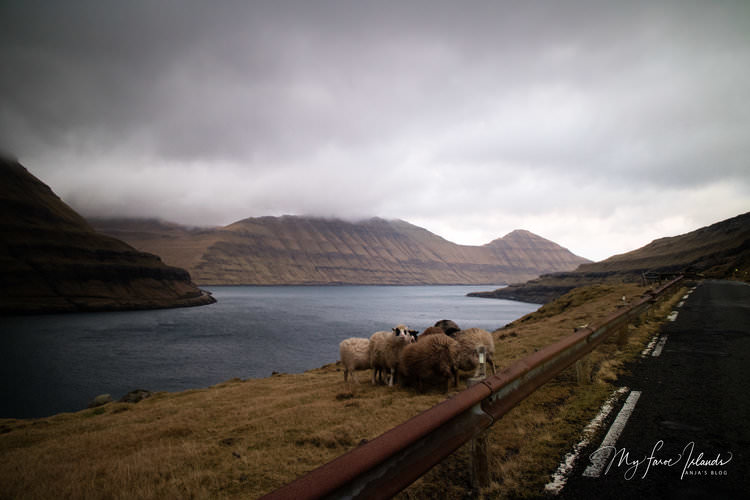 Sheep+©+My+Faroe+Islands,+Anja+Mazuhn++.jpg