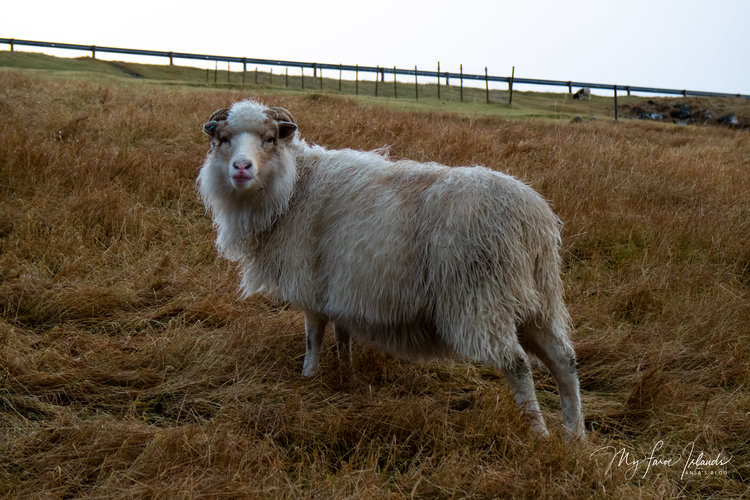 Christmas+Sheep++©+My+Faroe+Islands,+Anja+Mazuhn+.jpg