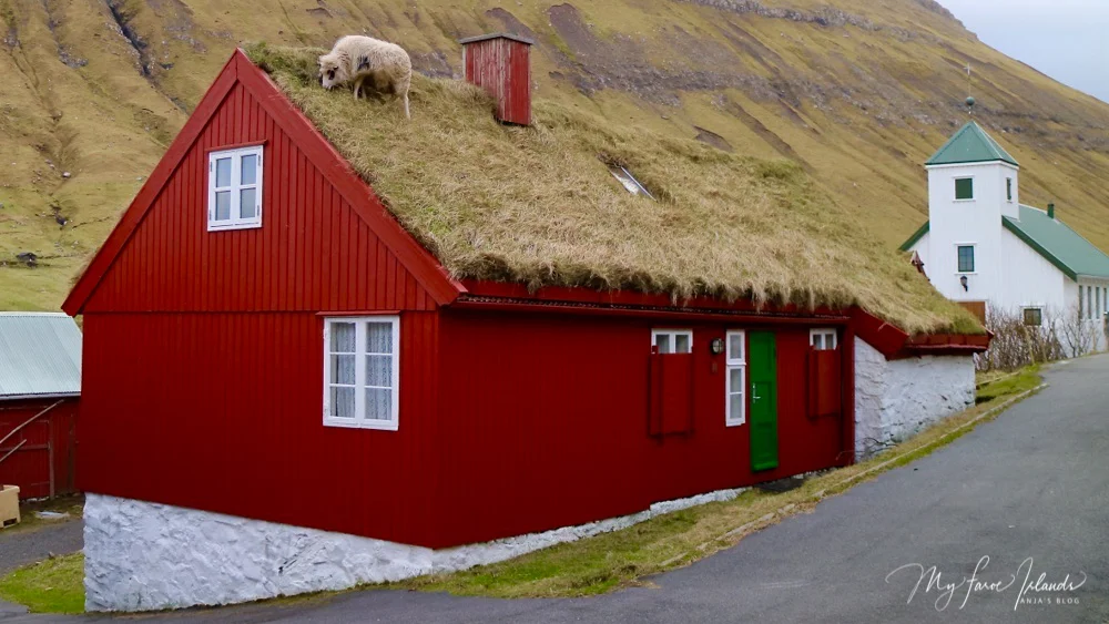 Next Door: Sheep On a Shaggy Grass Roof