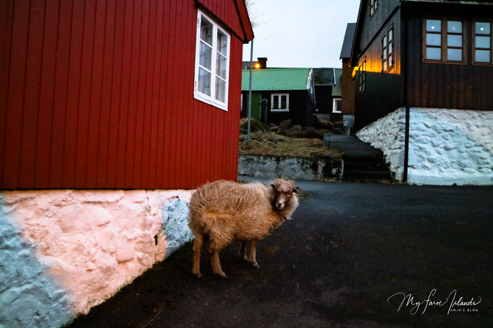 Sheep Wall Village 5 ©My Faroe Islands, Anja Mazuhn  (1 von 1).jpg