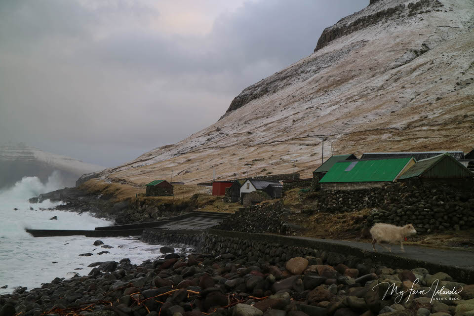 Village-Sheep-My-Faroe-Islands.jpg