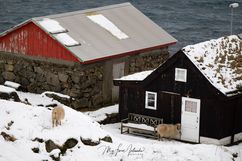 Sheep-Visitor-My-Faroe-Islands.jpg