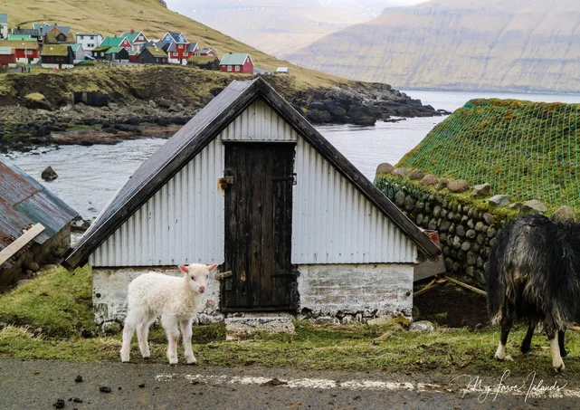 myfaroeislands-lamb-easter.jpg