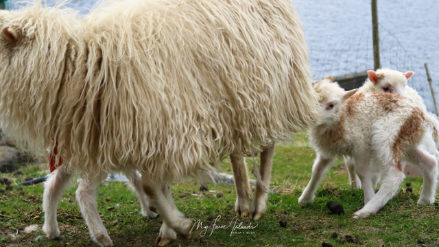 myfaroeislands-lamb-2.jpeg
