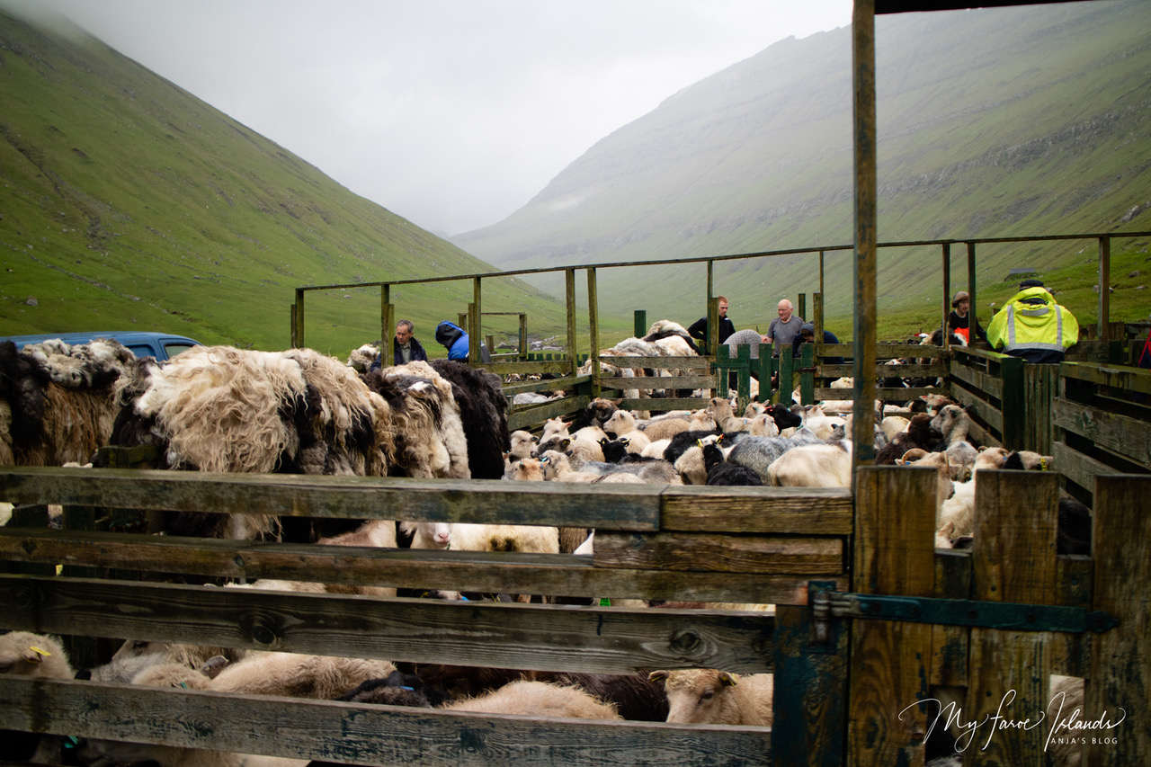 sheep_ myfaroeislands.jpeg