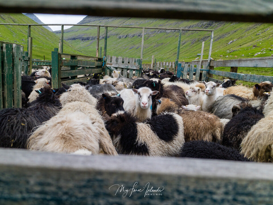 sheep shearing_.jpeg
