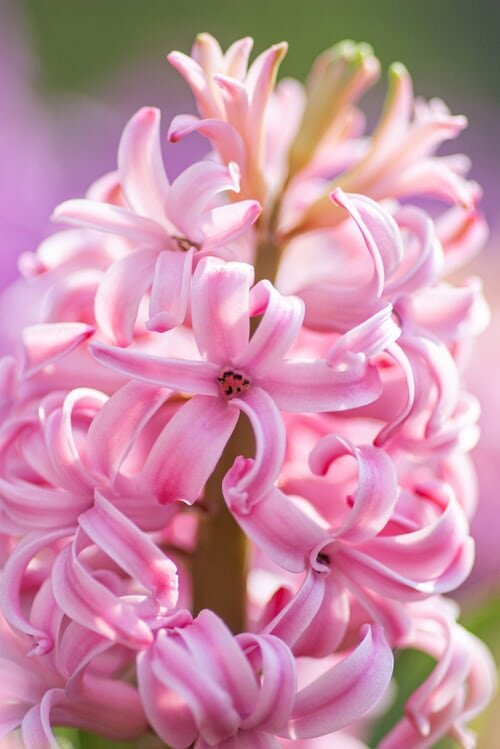 Download wallpaper: Hyacinth Spring flowers 2880x1620