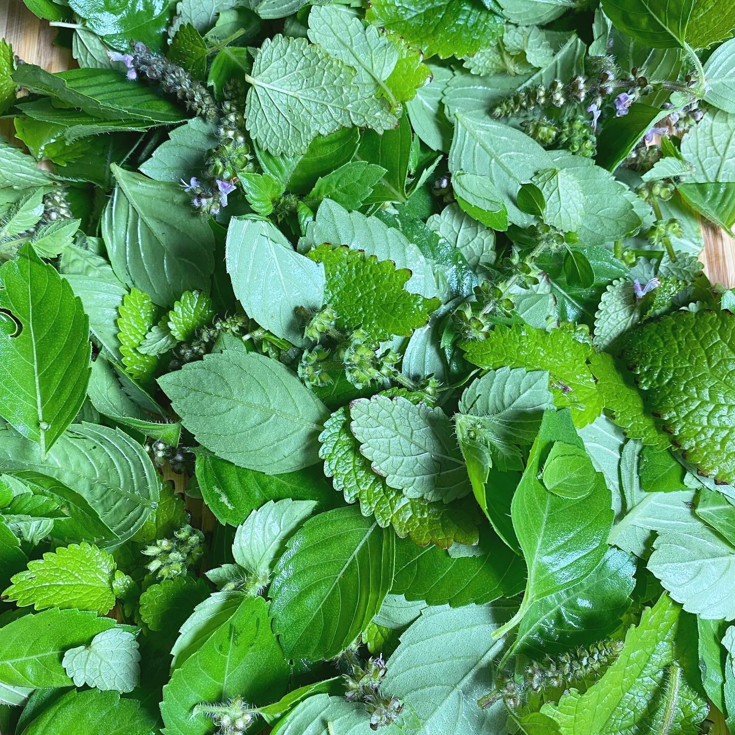 It&rsquo;s muggy and sticky and grey in Detroit today, a perfect day for a tulsi and lemon balm infusion. And it will be even better later, when I put some in the @sodastream to make it sparkle and pour it over ice. 😋